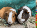 Yogi, Delilah, Cocoa & Nutmeg