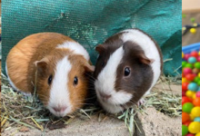 Yogi, Delilah, Cocoa & Nutmeg