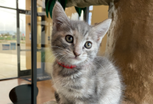 Santa Barbara Humane Society Rebuttal