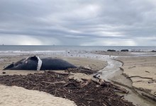 Humpback Whale Washes Ashore Along Tajiguas Beach