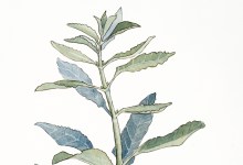 White Sage in Danger