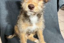 Titus, Dozer, Cody and Rocket