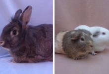 Wookie, Potato, Potahto and Ajax