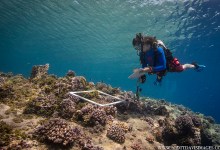Science Pub from Home: Conserving Reefs Together