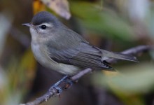 Santa Barbara Birding: A Count Diminished