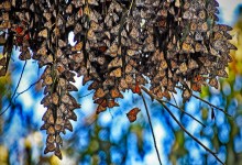 Monarchs Return to Goleta in Greater Numbers