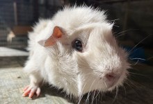 BoPeep, Poro and Kiko