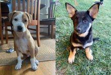 Ryan, Koda, Cerci, and Clove