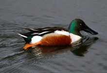 Lake Los Carneros: A Birding Mecca