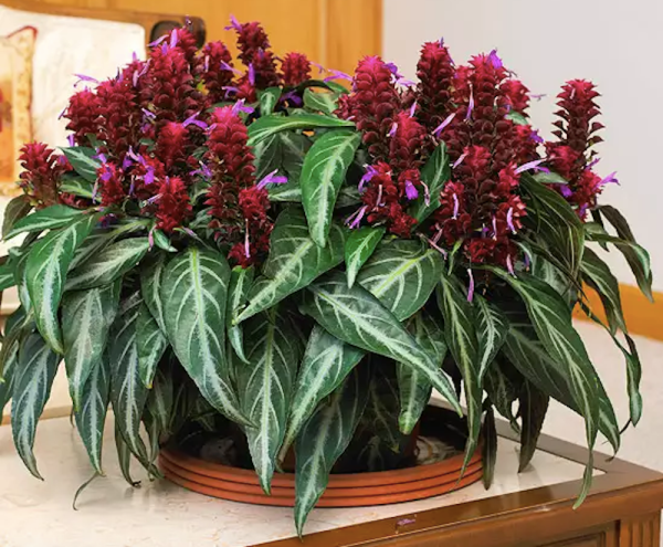 The Home Page: This Week’s Homes & Gardens - The Santa Barbara Independent