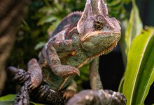 The Happy and Healthy Reptiles of Pet House