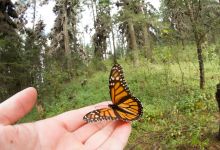 Herb Walk- Elwood Bluffs & Butterfly Preserve