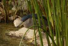 North Campus Open Space Free Public Nature Walk