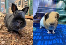 Parsnip, Ralph and Gizmo