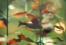 Seeing the Kelp Amid the Forest at UC Santa Barbara