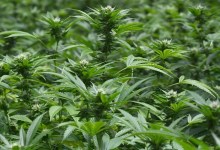 Growing Dollar Signs Instead of Marijuana Buds in Santa Barbara County