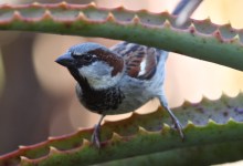 Santa Barbara Birding: The Avian Invasion