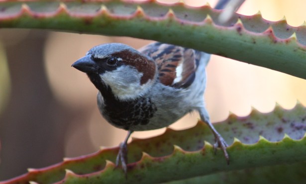 Santa Barbara Birding: The Avian Invasion