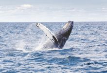 Santa Barbara Channel Applying to Become Whale Heritage Site