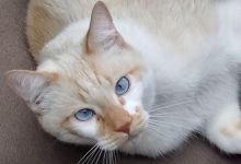 Rags, Isaac and Naomi