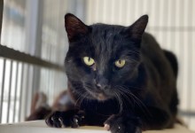 Oliver, Prince Philip, and Venus