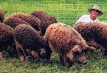 Solar Powered Mangalica Pig Farm Tour in Buellton