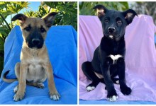 Fufu, Taki and Tessi