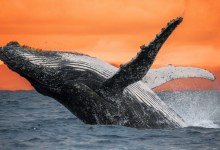 Whales Are Superheroes! Permanent Exhibit Opening April 14