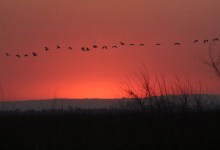 Where Do Sandhill Cranes Winter in a California Drought?