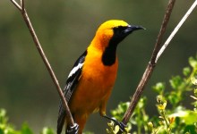 Santa Barbara Birding: The Miracle of Migration