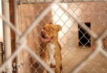 Santa Barbara County’s Cities to Pony Up Bigger Share for Animal Services