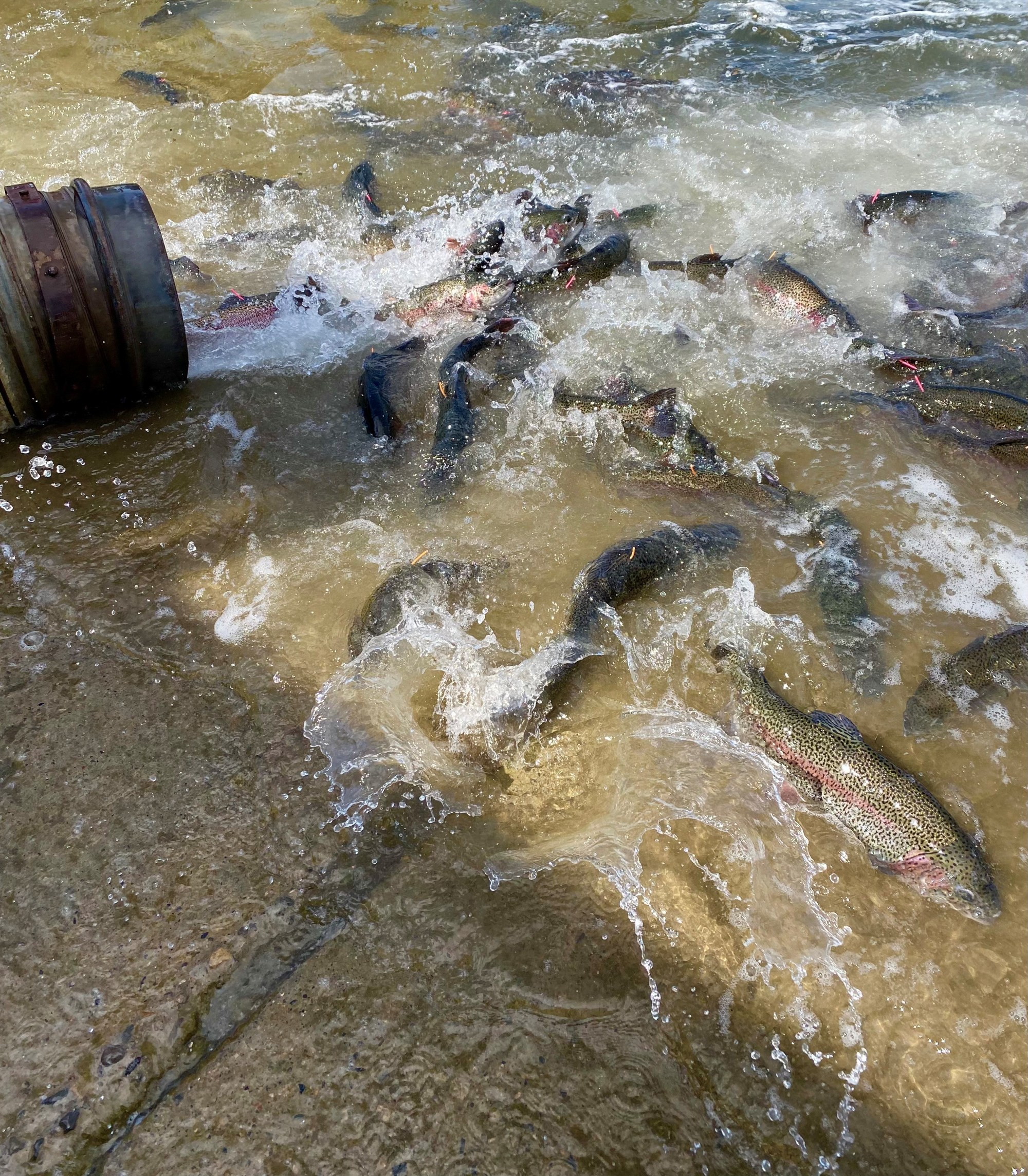 Cachuma Lake Trout Release The Santa Barbara Independent