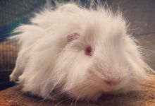 Russet, Prince Phillip, and Mr. Snuffles