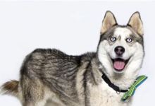 Charlie the Husky Needs a Home
