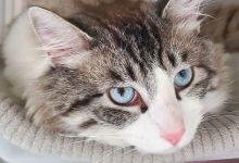 Adrian, Finley and Ferdinand