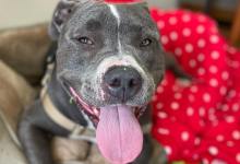 Lexi the Smart and Beautiful Lap Dog