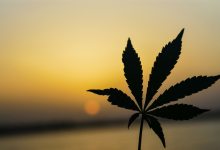 A Very Special Cannabis Corner for April 20