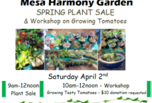 Mesa Harmony Garden Spring Plant Sale