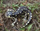 Virtual Lunch and Learn: California Tiger Salamanders
