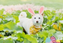 The Home Page: Hoppy Easter from The Home Page