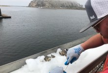 Full Belly Files | Bring the Noi’s (and Nardonne’s and Sylvester’s and…)