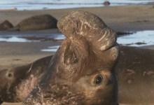 San Simeon’s Rookery on the Rise