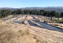 Dayspring Associate Drops North County Cannabis Application