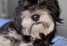 Stray Dog Finds a Place to Heal with Santa Barbara Humane