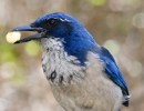 Santa Barbara Birding: The Galapagos of the North