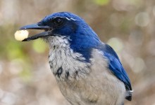 Santa Barbara Birding: The Galapagos of the North