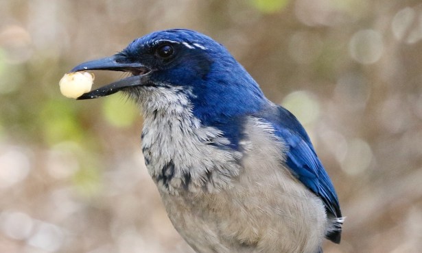 Santa Barbara Birding: The Galapagos of the North