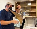 Still a Mystery, Pelican Health Crisis Continues in Santa Barbara￼