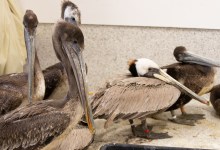Brown Pelicans Plagued by Mysterious Condition in Santa Barbara and Ventura