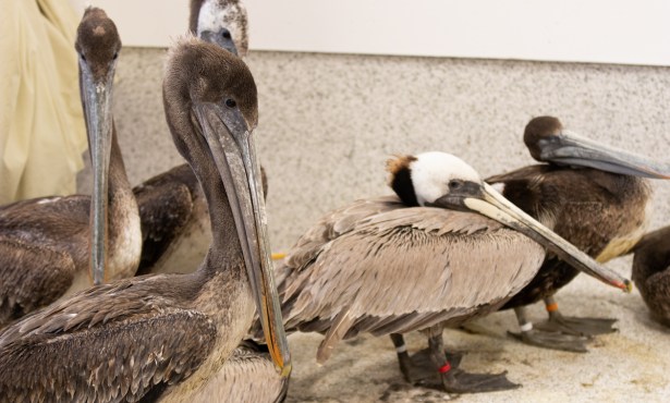 Brown Pelicans Plagued by Mysterious Condition in Santa Barbara and Ventura